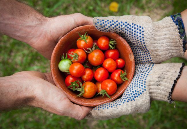 bowl of tomatoes served on person hand