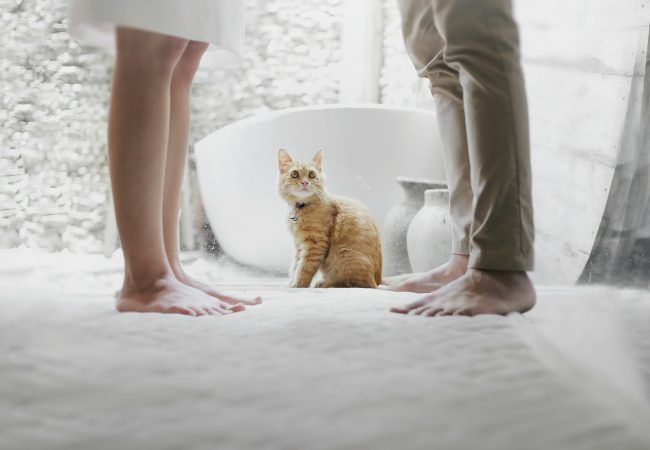 orange tabby cat sitting between standing man and woman inside room