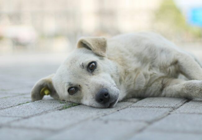 a white dog lying on the ground