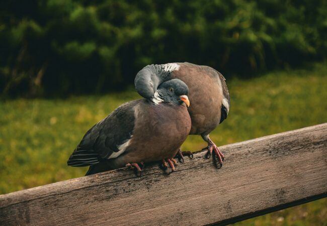 a couple of birds sitting on top of a wooden fence