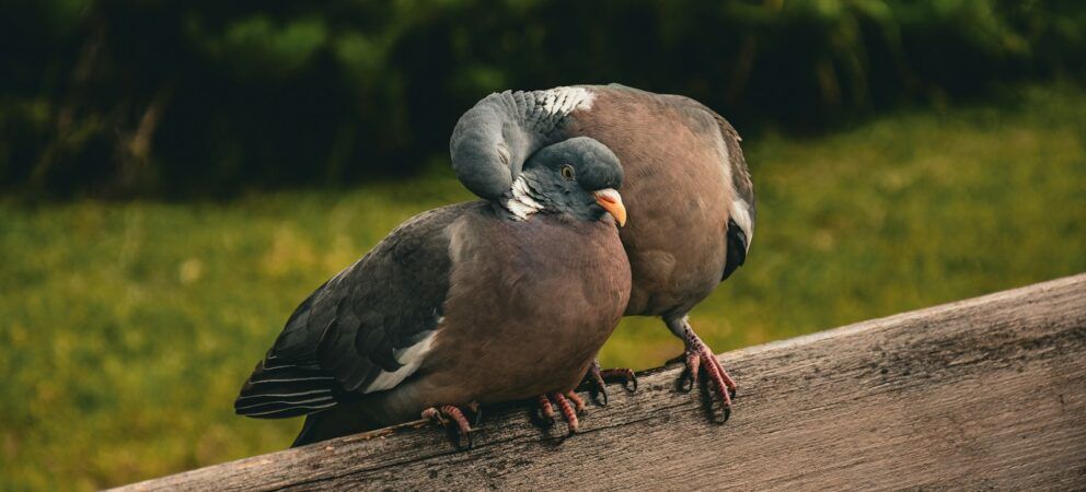Gute Kommunikation in der Partnerschaft