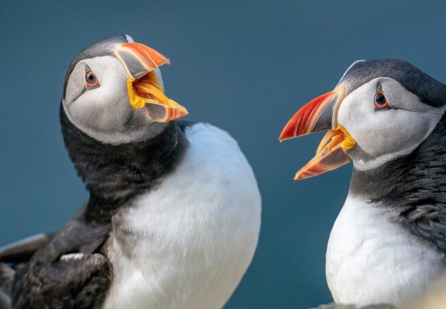 white duck with orange beak