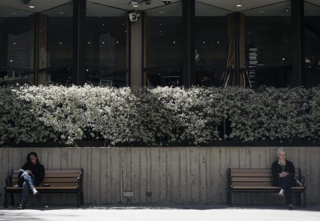 brown wooden bench near white flowers